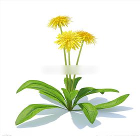 C4D模型菊花