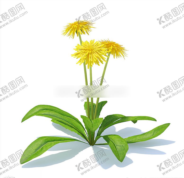 编号：91632903260725532822【酷图网】源文件下载-C4D模型菊花