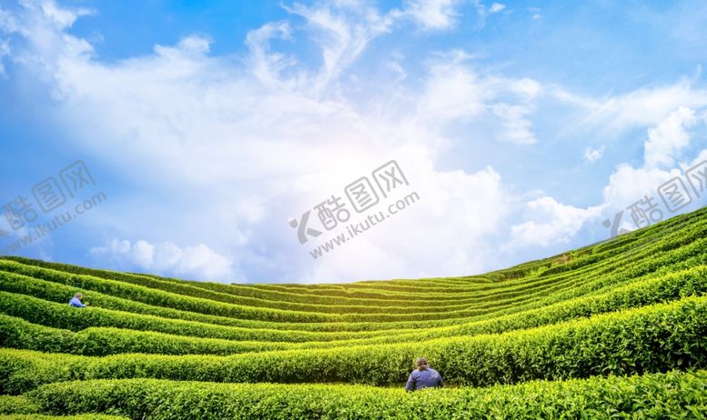 编号：27599905100650523727【酷图网】源文件下载-绿茶背景蓝天