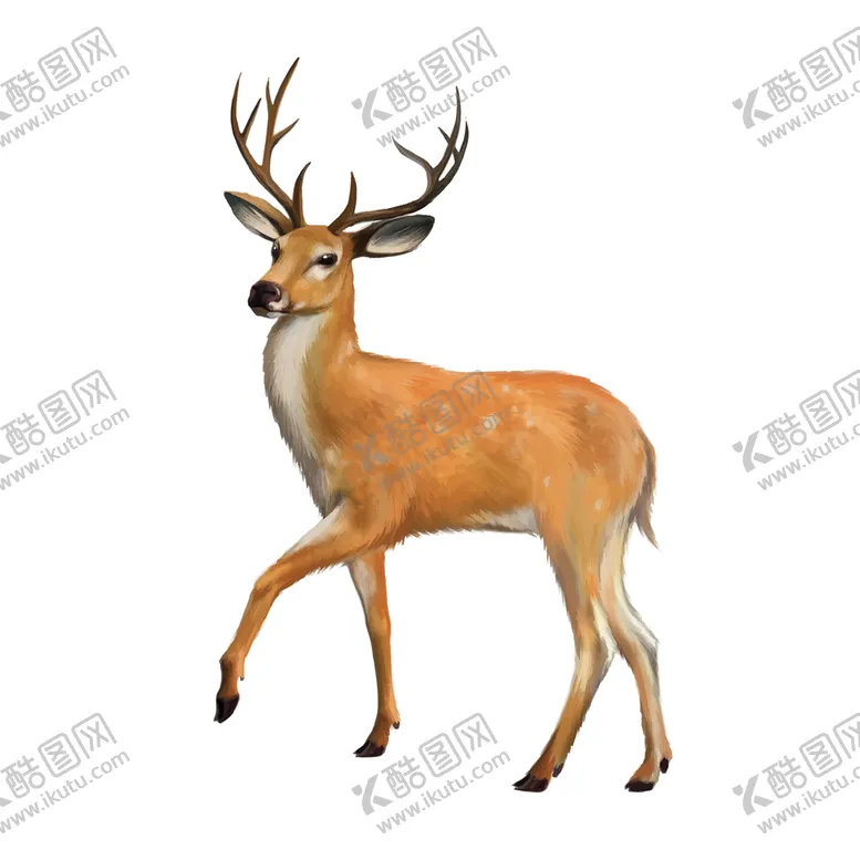 编号：31750610082232318067【酷图网】源文件下载-鹿