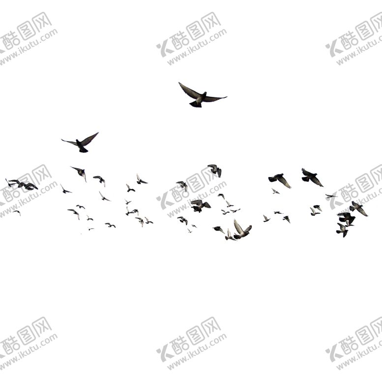 编号：56383510091440443799【酷图网】源文件下载-飞翔的鸽群
