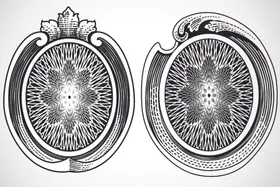 欧式边框防伪花纹证书卡通背景