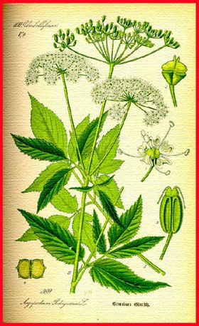 花草