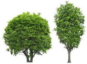 园林植物