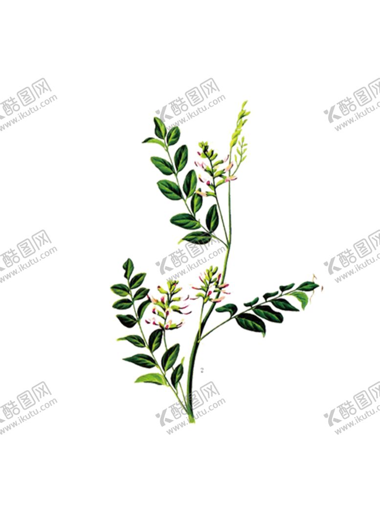 编号：77287005091018135930【酷图网】源文件下载-甘草
