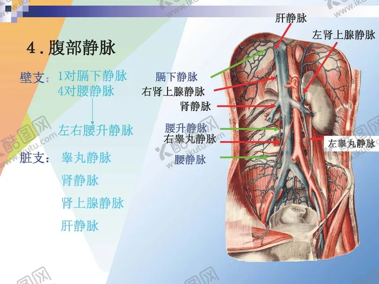 编号：52428301250842445353【酷图网】源文件下载-静脉 