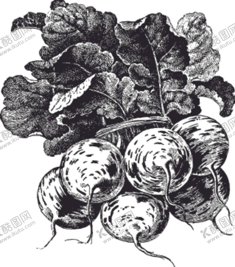 编号：62909610101207182726【酷图网】源文件下载-素描手绘蔬菜