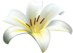 百合