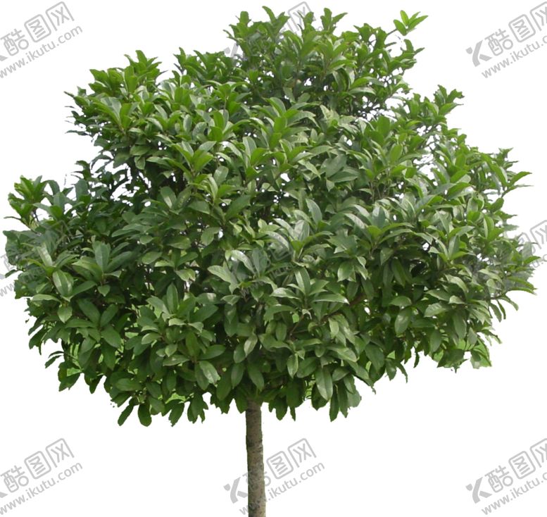 编号：54812310290425451370【酷图网】源文件下载-桂花树