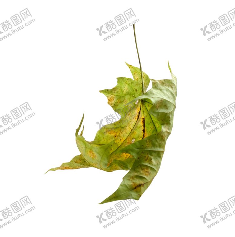 编号：96351710091259012870【酷图网】源文件下载-枫叶