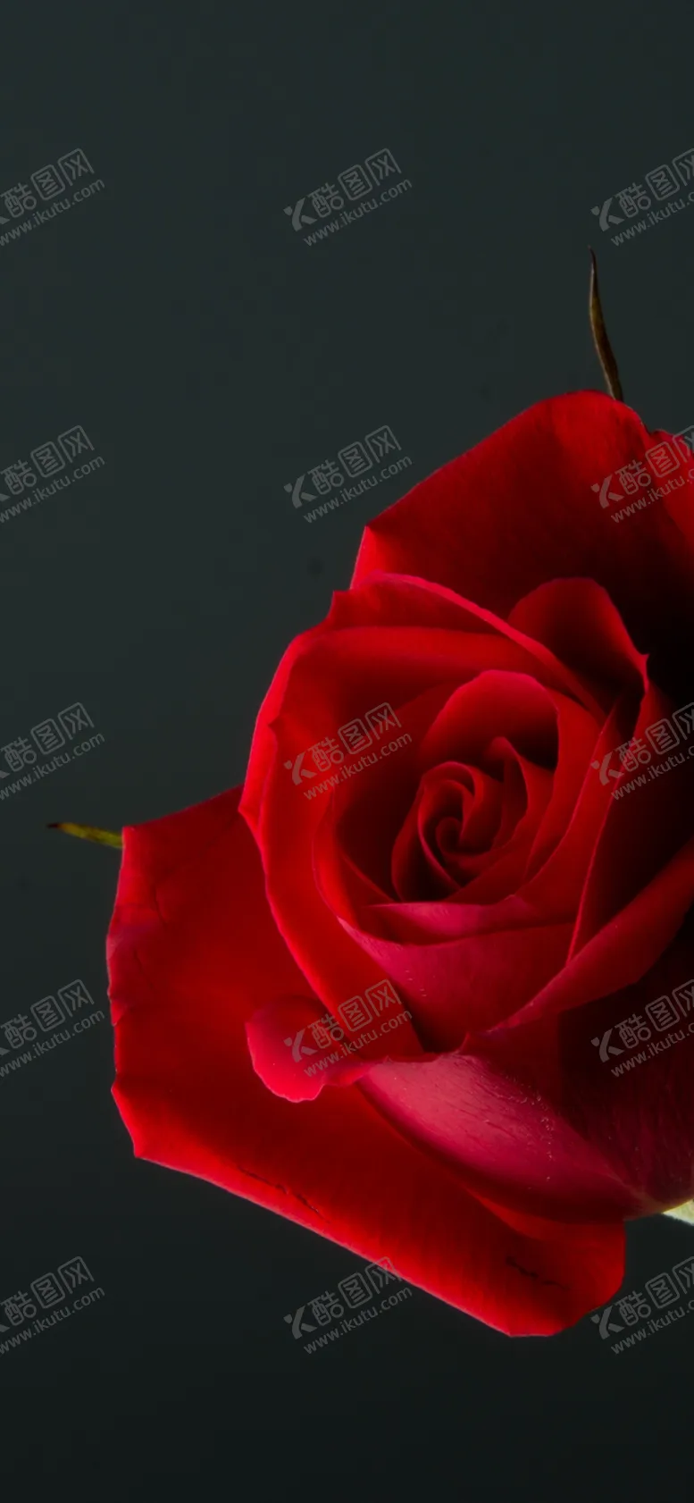 编号：31427306261346436772【酷图网】源文件下载-手机壁纸