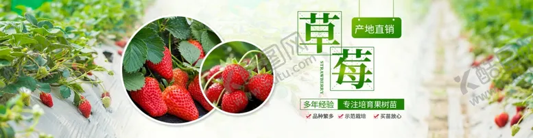 编号：78658102251304578538【酷图网】源文件下载-草莓苗木轮播