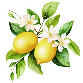 柠檬