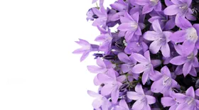 紫色小花