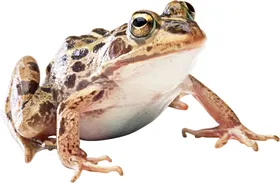 蟾蜍