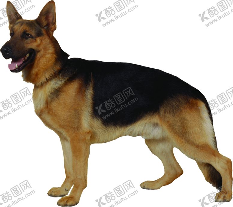 编号：84436305051627146144【酷图网】源文件下载-宠物狗图案