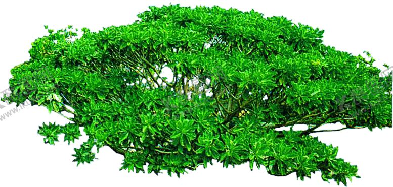 编号：10357510041153571754【酷图网】源文件下载-绿色相框