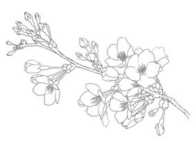 樱花梅花