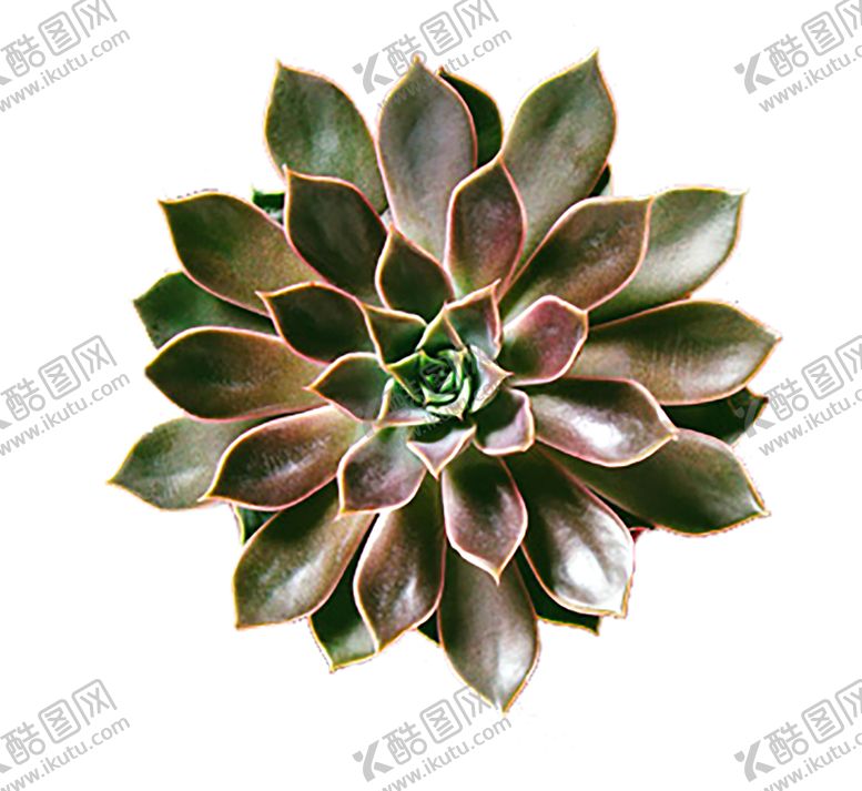 编号：65820010192224121969【酷图网】源文件下载-绿色植物