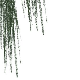 绿色植物
