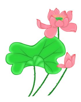莲花