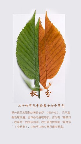 简约风房地产秋分节气节日宣传