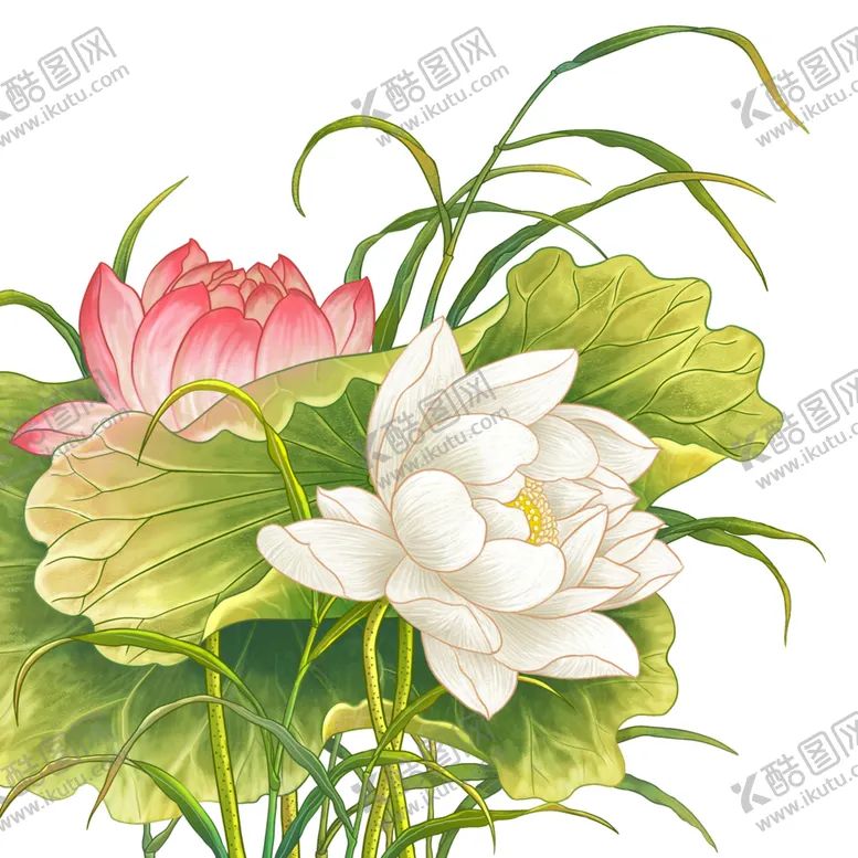 编号：83545112080010435382【酷图网】源文件下载-免扣荷花素材
