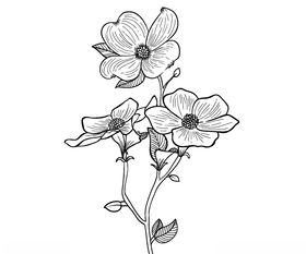 花线稿