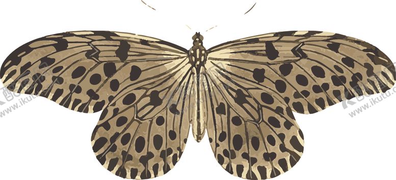 编号：37383211012120279487【酷图网】源文件下载-蝴蝶昆虫插画