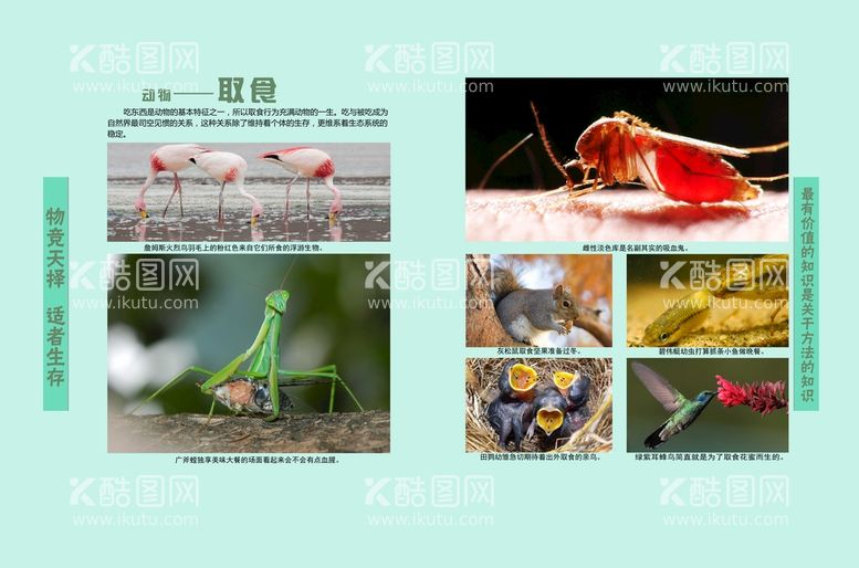 编号：45168010070606547120【酷图网】源文件下载-初中生物知识展板图片