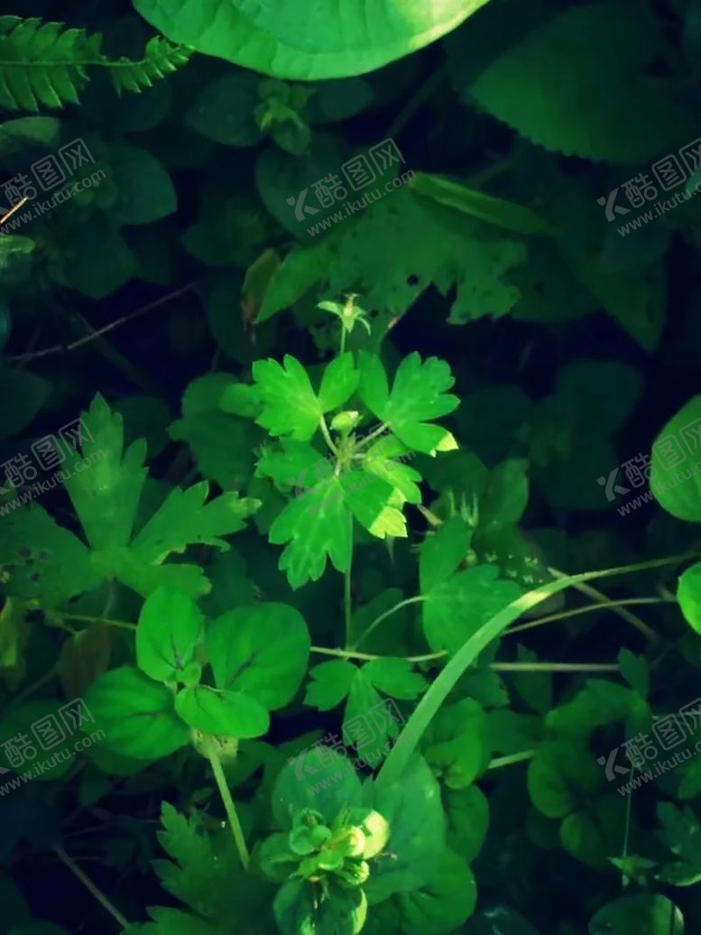 编号：41022309101920132933【酷图网】源文件下载-绿色背景