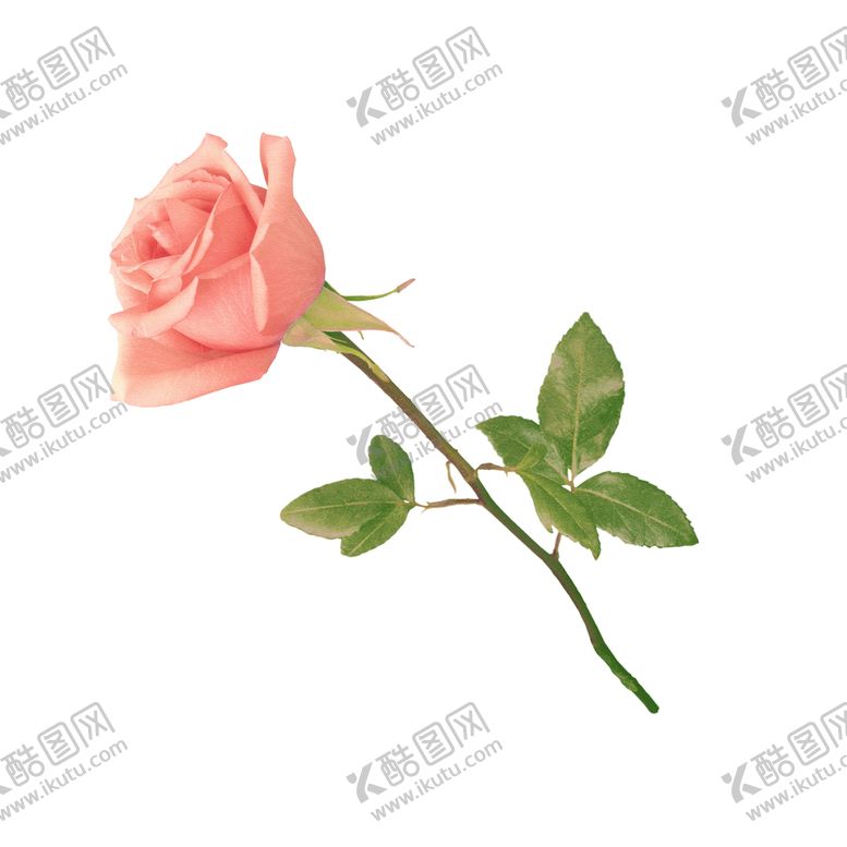 编号：42093509270320460764【酷图网】源文件下载-玫瑰花素材