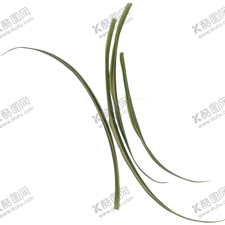 编号：27793909230538319943【酷图网】源文件下载-树叶