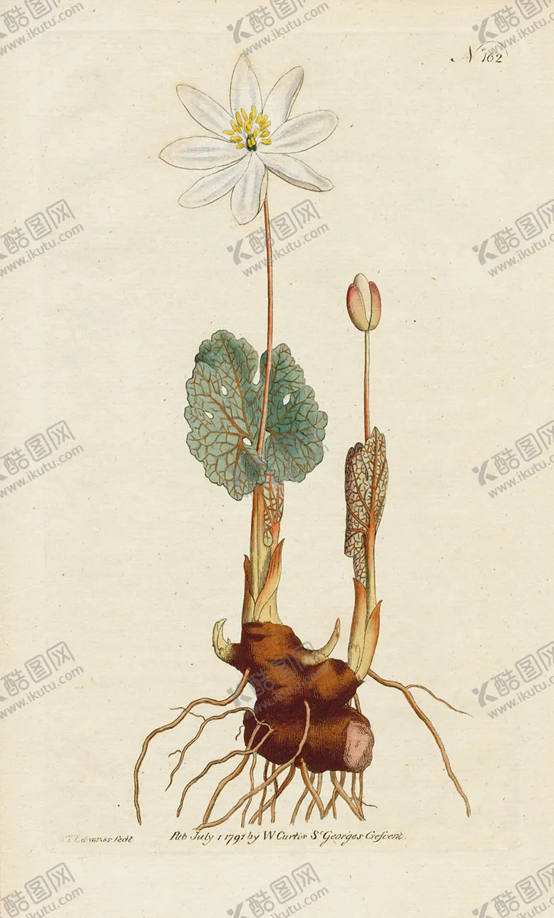 编号：93587605061823228525【酷图网】源文件下载-欧式复古色调花朵植物