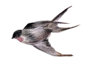 燕子素材