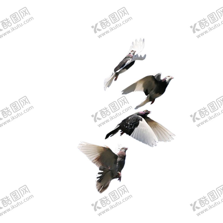 编号：35341706241824541624【酷图网】源文件下载-鸽子