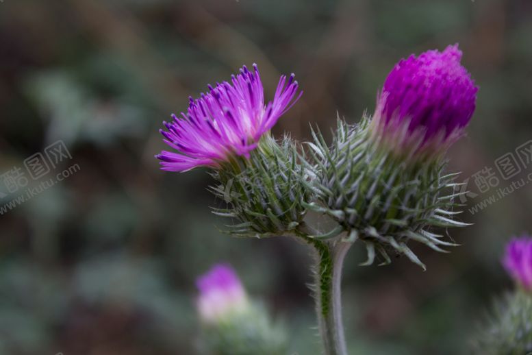 编号：67284509122348413431【酷图网】源文件下载-节毛飞廉
