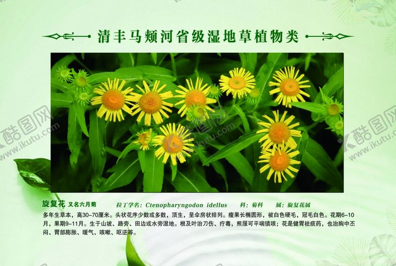 编号：48854012110618094808【酷图网】源文件下载-草植物 旋复花