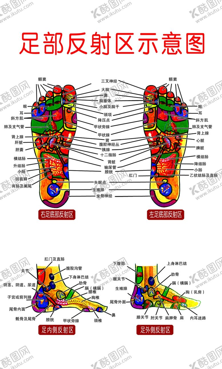 编号：75692010250157394117【酷图网】源文件下载-足部穴位图