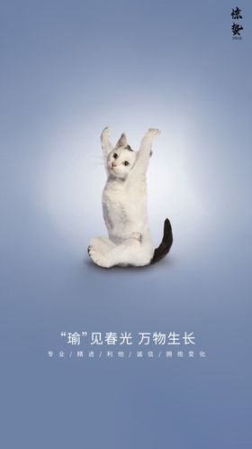 瑜伽 猫