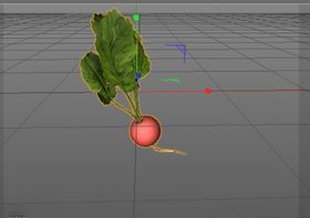 C4D模型红萝卜和萝卜叶子