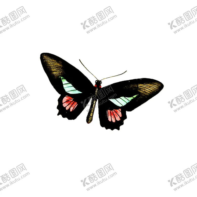 编号：51469306290946239363【酷图网】源文件下载-蝴蝶透明PNG免扣