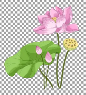 透明底荷花