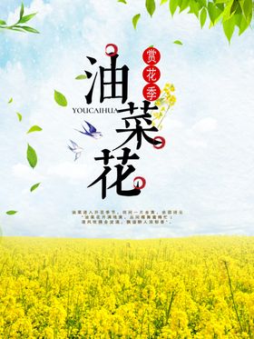 油菜花