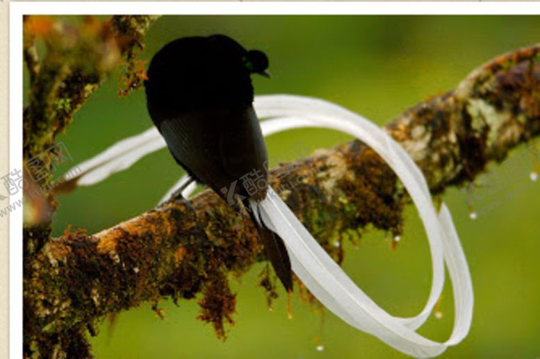 编号：68149110111139279905【酷图网】源文件下载-鸟摄影小鸟蓝色小鸟摄影