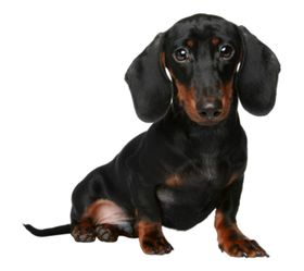 腊肠犬