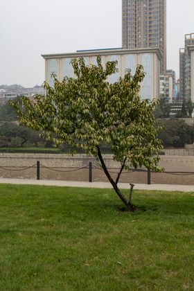 杜仲