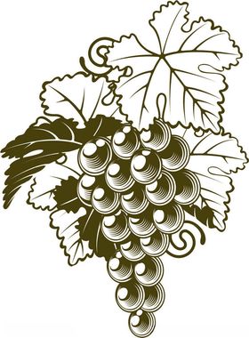葡萄手绘CDR版画