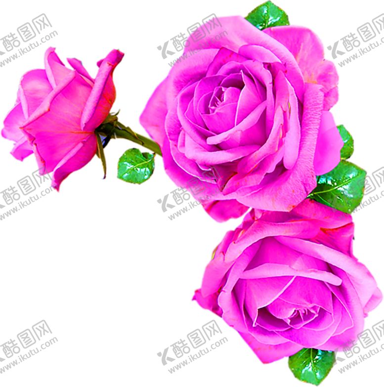编号：22820305172057022576【酷图网】源文件下载-花素材