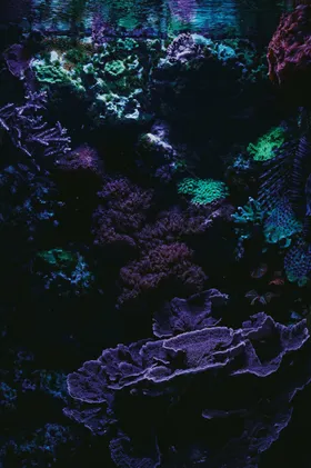 海底世界洋生物生物摄影